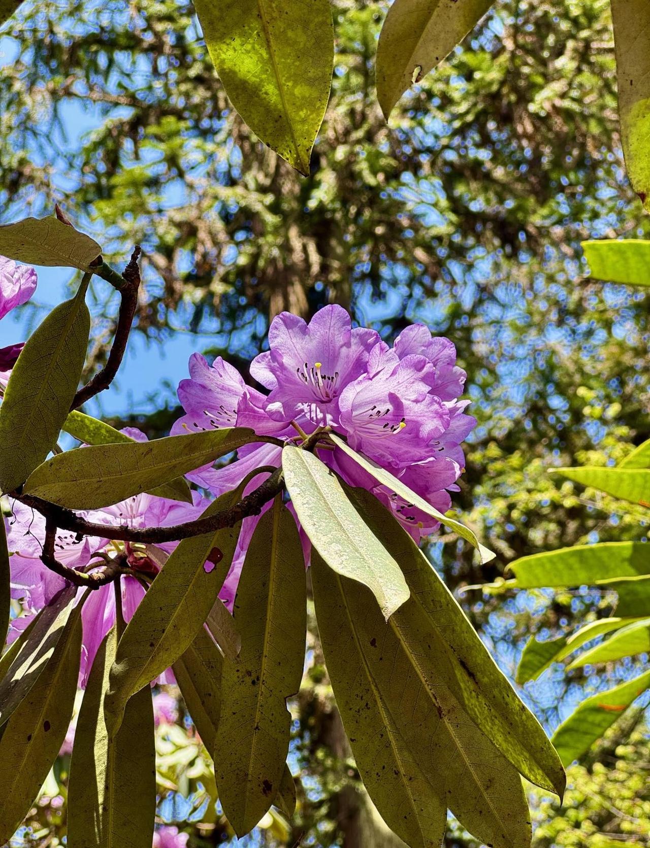 接下来龙池杜鹃花将会美到封神！！附赏花攻略
大家好,我是热爱生活的@霉霉在路上