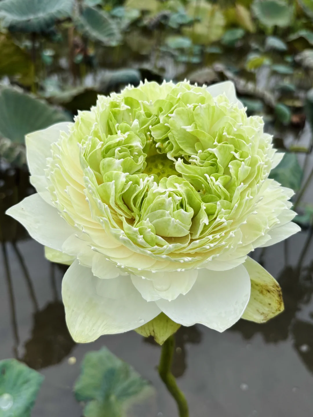 大包菜 荷花 至高无上 好清新的颜色～