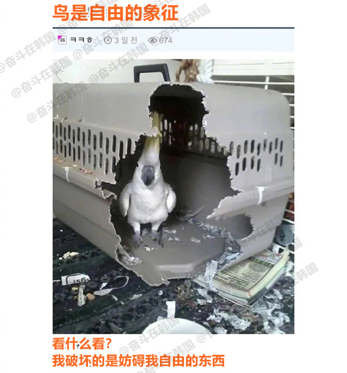 “鸟是自由的象征”这句话具象化了 海外新鲜事 热点现场