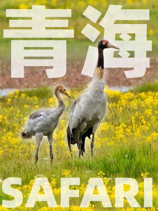 黑颈鹤：高原传说中的神鸟