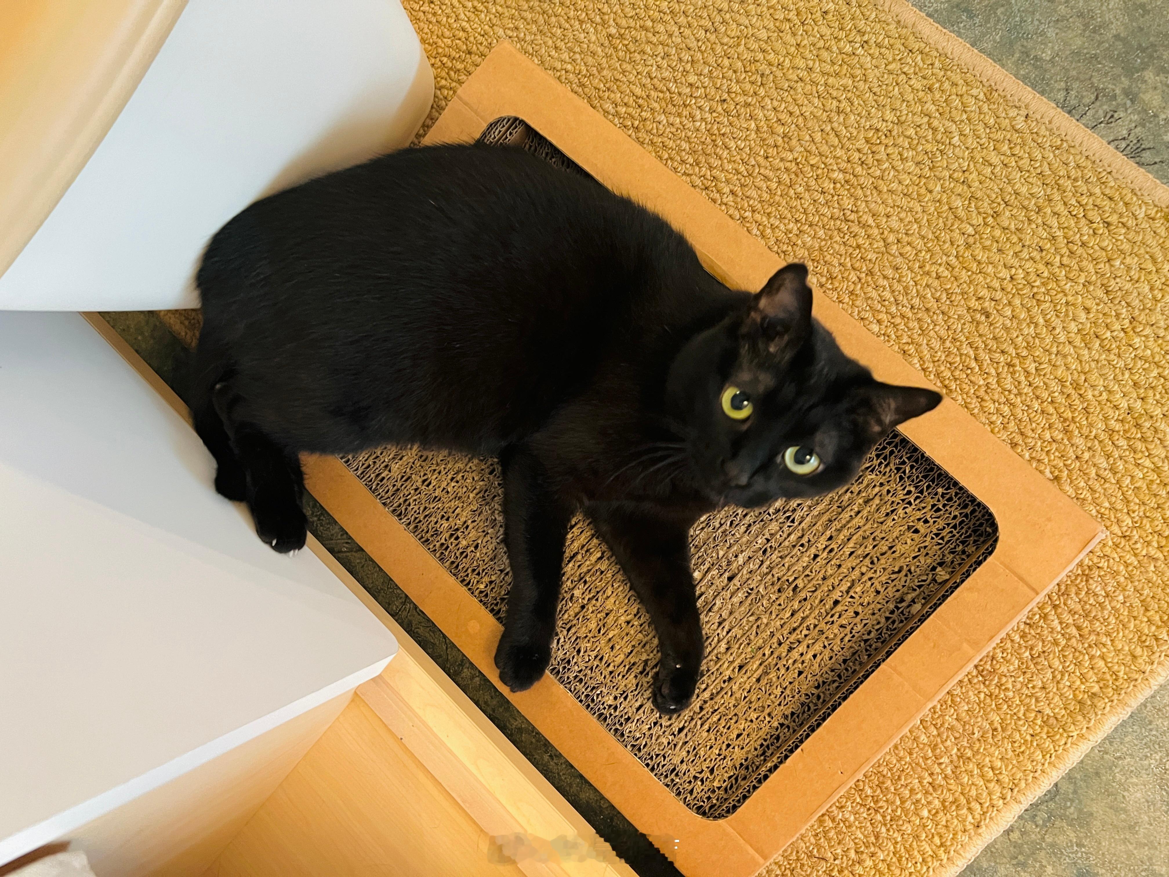 廣州連續暴雨的天氣，想念可以把毛曬得蓬鬆的陽光～#蝦蝦不可以太可愛# ​​​