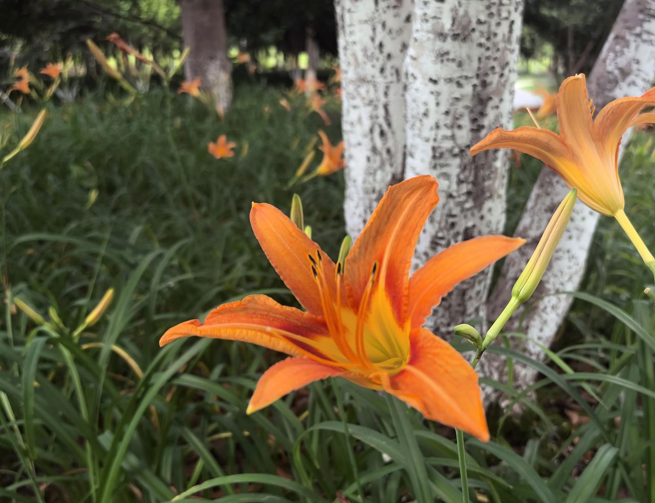 萱草花（七）