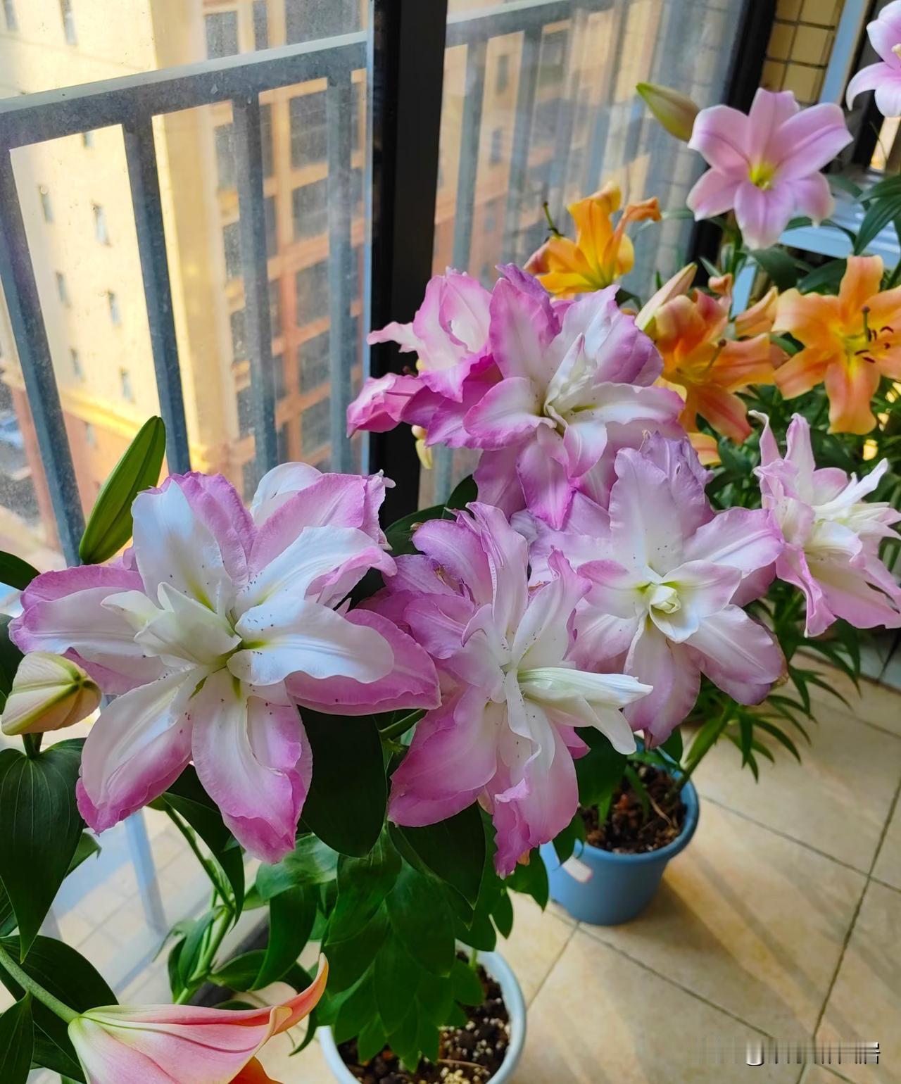 晒图笔记大赛秋冬的百合花就是好看，怎么看都看不够，你们看呢