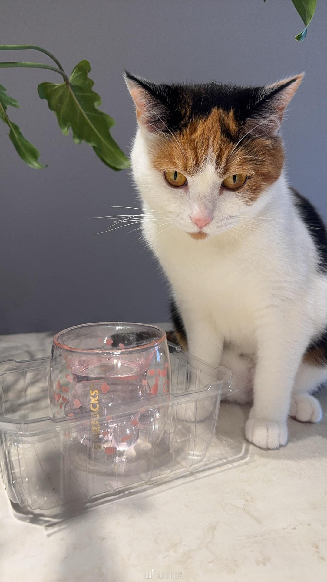 小猫 