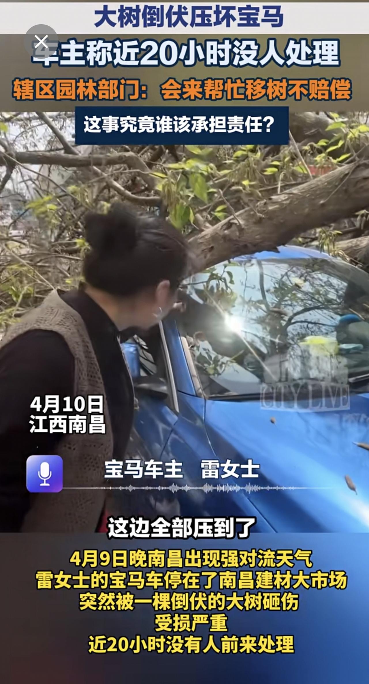 大树倒伏压坏宝马，车主称近20小时没人处理，这事究竟谁该承担责任？