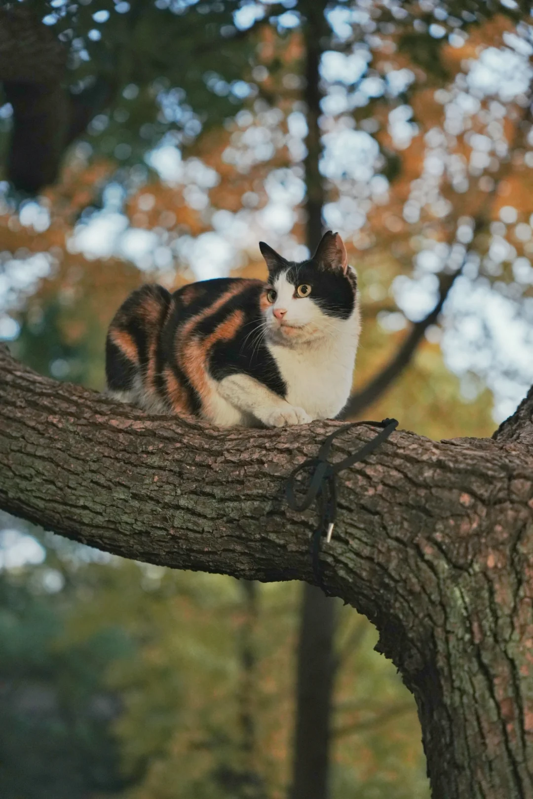 西园寺的猫猫一个个都好圆润