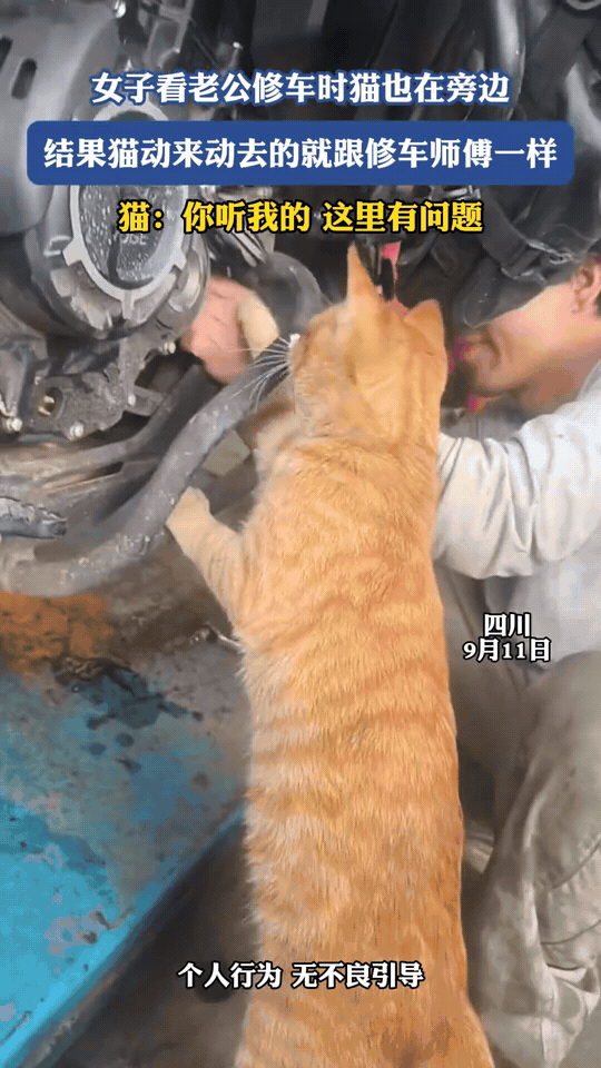 四川，女子看着老公修车，家里的橘猫也凑在一旁，小爪子扒着机车零件，来回探头摆弄，