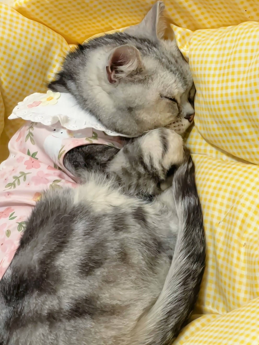 碎片🧩 ​​​