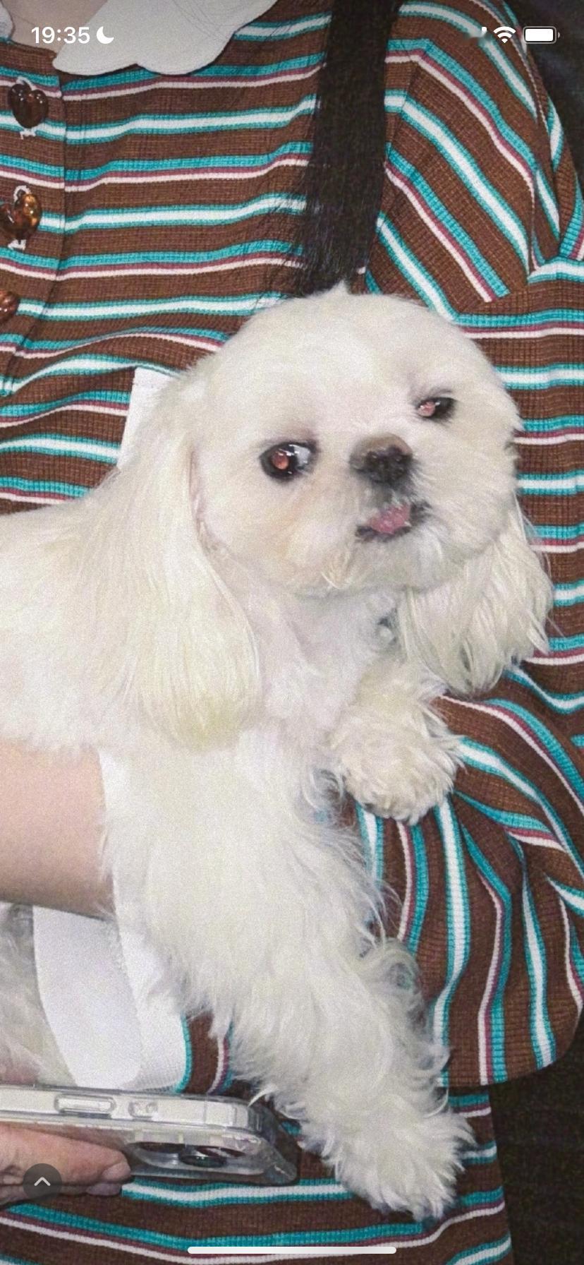小姐姐你狗好像有点迷离 ​​​