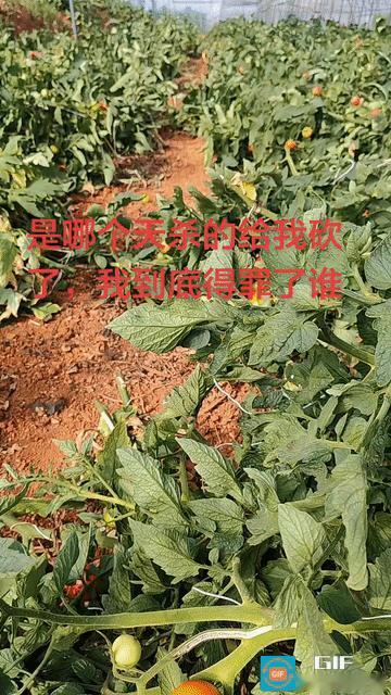 辛辛苦苦大半年的心血一夜被毁，换谁都难以承受这份打击。云南这位农户倾尽心力搭建大