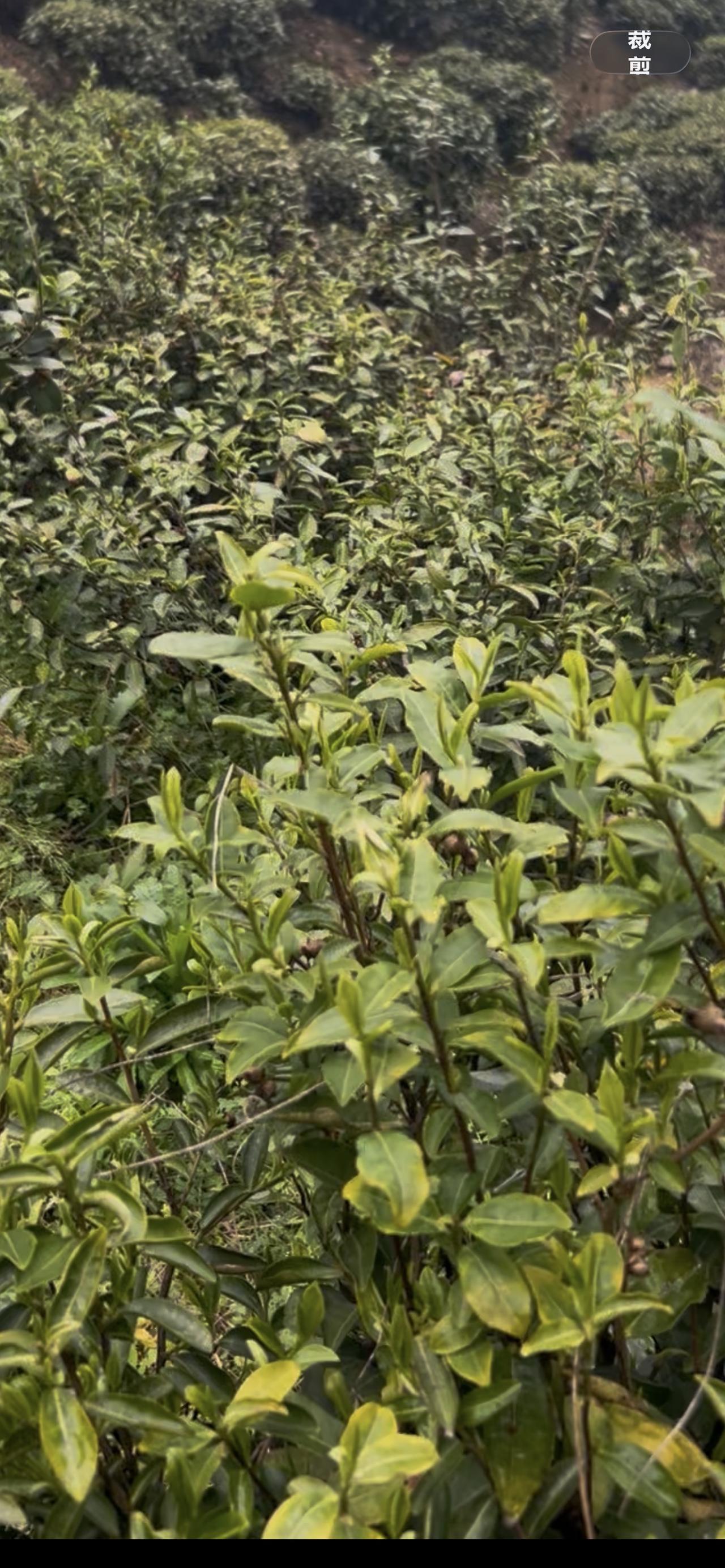 打个广告，
帮忙湾里的老人推销点茶叶。
今年雨水好，
茶叶产量不错。
但是没人来