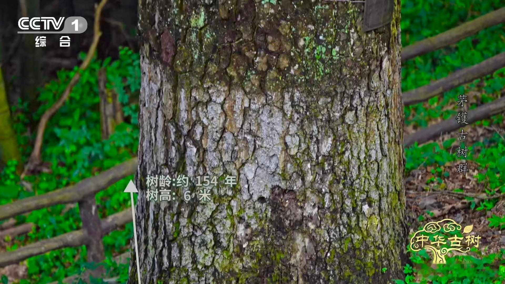 1000岁金钱松的深秋限定美景！浙江宁波茅镬村的古树，针叶长成古币模样，深秋变黄