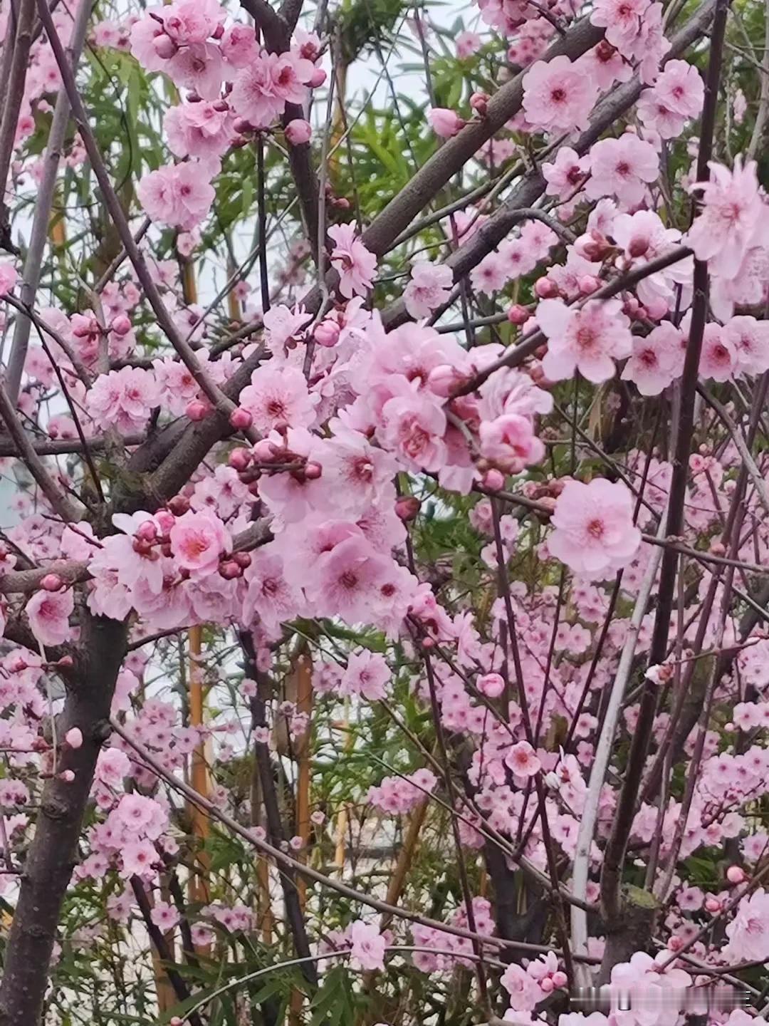 女神节这天出门，馥郁芬芳率先钻进鼻腔，抬眼便是烂漫春花肆意盛放。
兴致顿起，好想