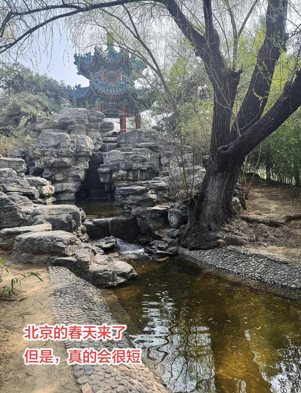 北京的气温像做了直升机一样，今天24度了。从羽绒服直接跨进了短袖的节奏！