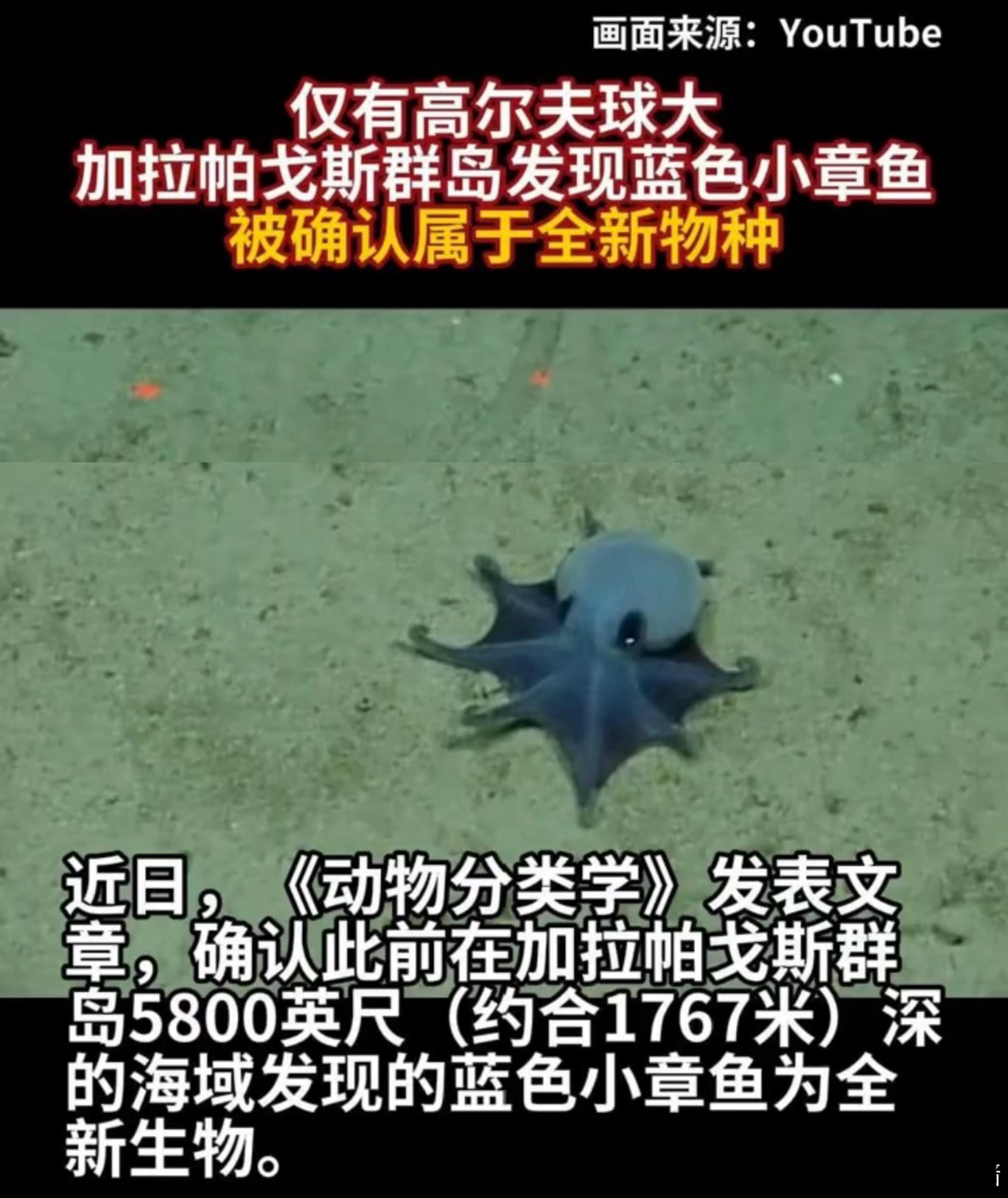 好可爱啊，蓝色小章鱼摸摸摸摸… 