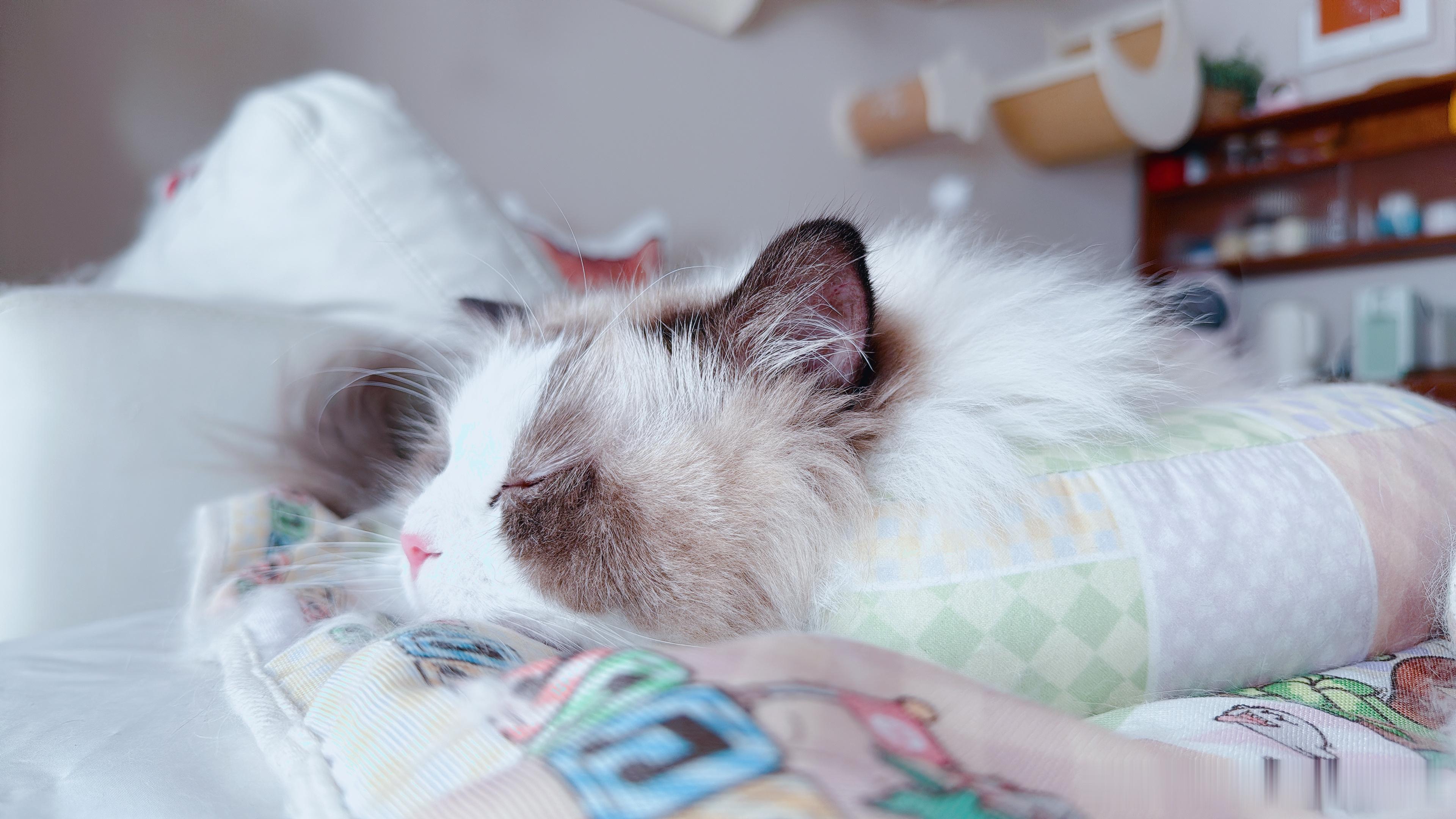 睡着了！趁机给别的猫添饭！ ​​​
