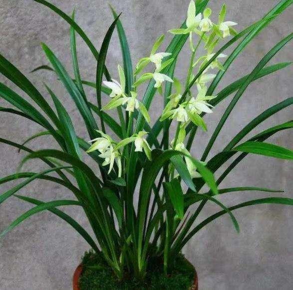 很喜欢养兰花。
前些年的时候养的几盆都死掉了。我还曾经在好友的点评中说过可能因为