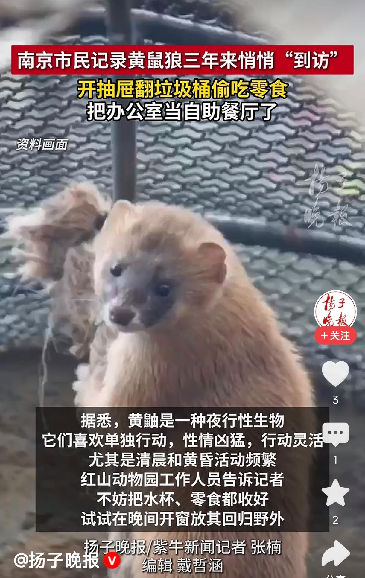 南京一位市民连续三年拍到一只黄鼠狼频繁出入办公室。画面中，这个“不速之客”动作十