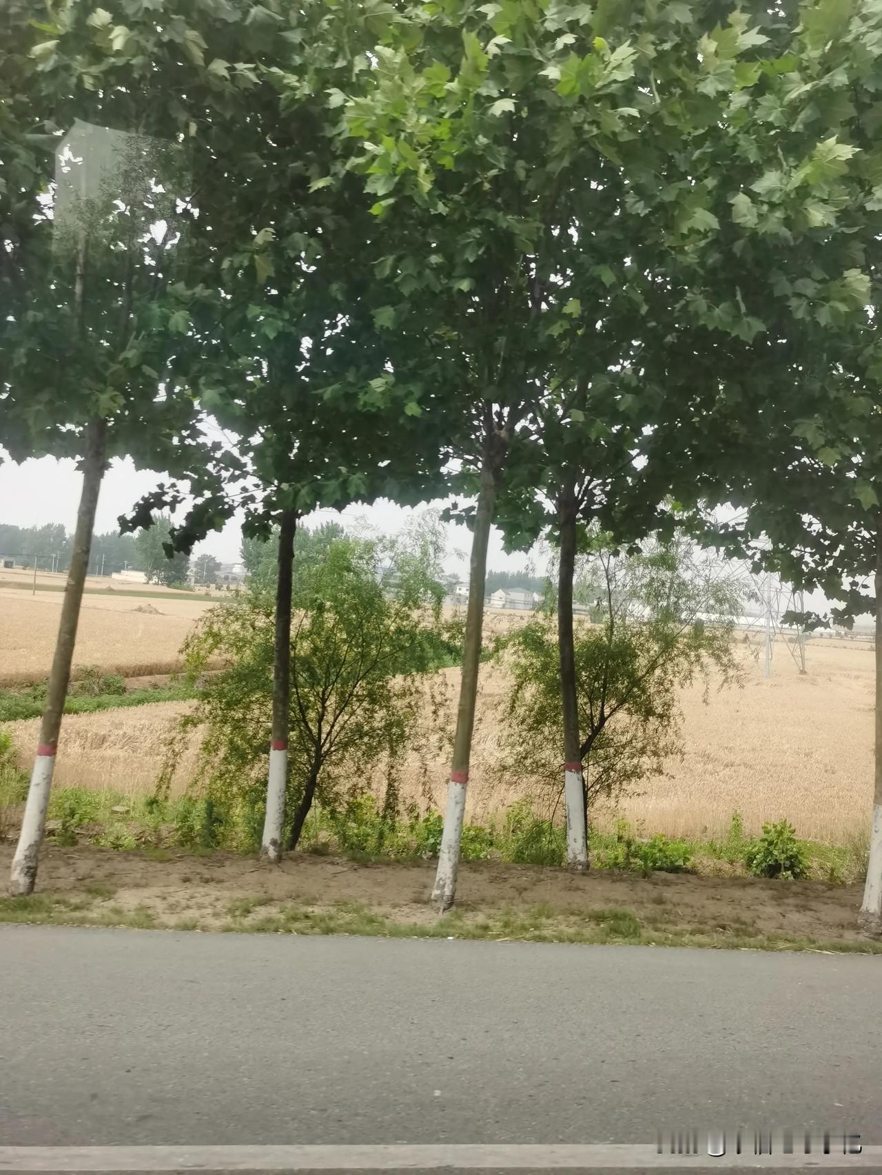 开始收小麦了