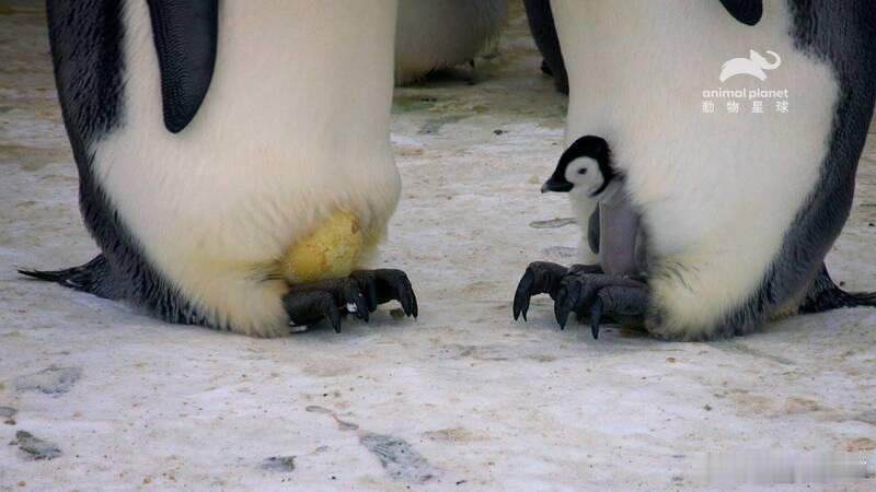 【皇帝企鹅幼雏数量同比骤降70% 韩国极地研究所披露原因】海外新鲜事 韩国极地研