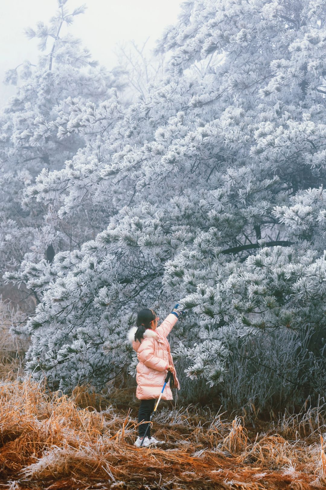 百丈岭一遇到下雪 就美成了仙境❤️