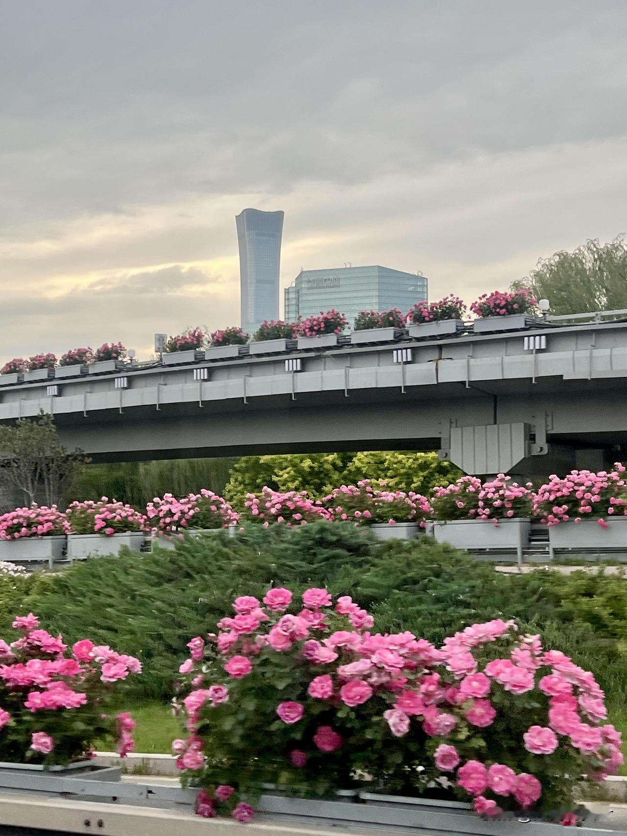 都来国贸看花春天的绿化带 春天的绿化带 路旁的绿化带 一起来拍绿化带