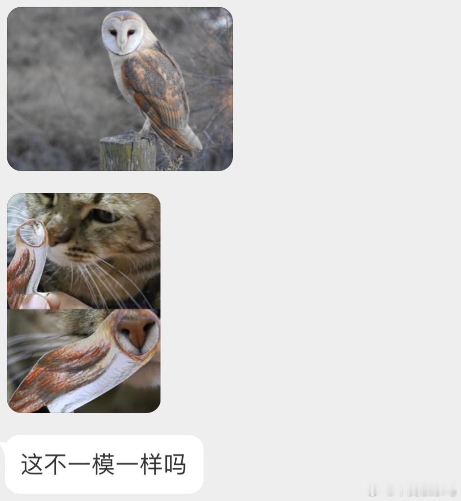 笑死猫头鹰果然是猫！ ​​​