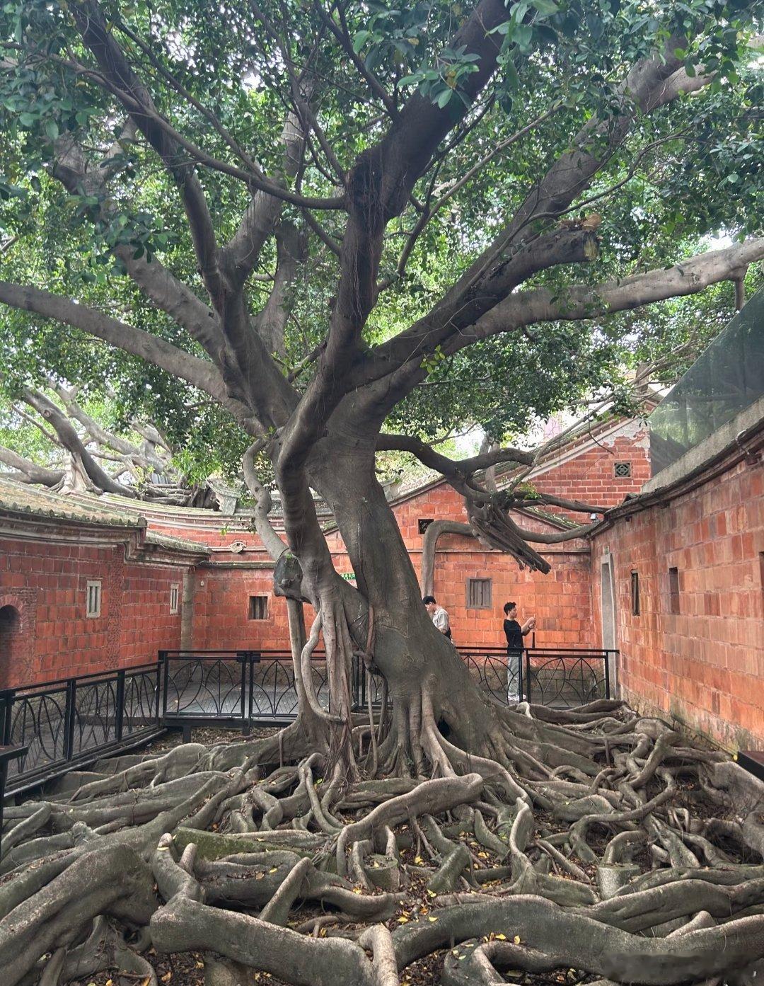 只有50年树龄的榕树 