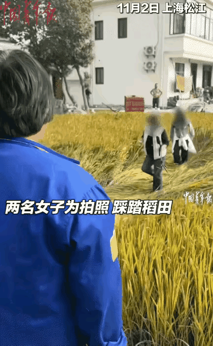 为拍网红照踏平稻田！“美照”背后，是对劳动的漠视与粮食的亵渎
 
上海松江一片金