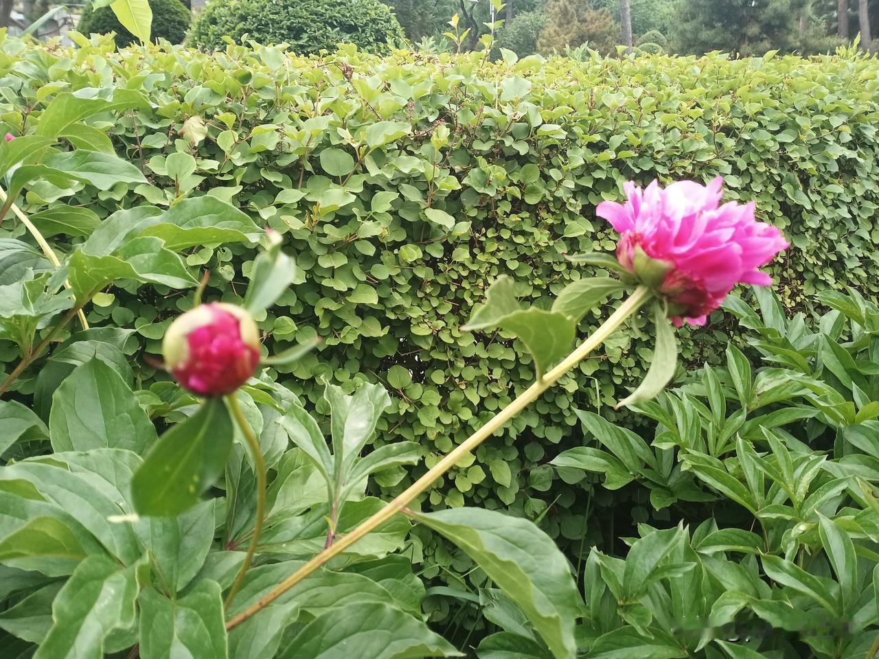 吃菌子中毒，还一连吃三年，还昏迷两天。
医生有良好的医疗资源，所以不怕中毒。
菌