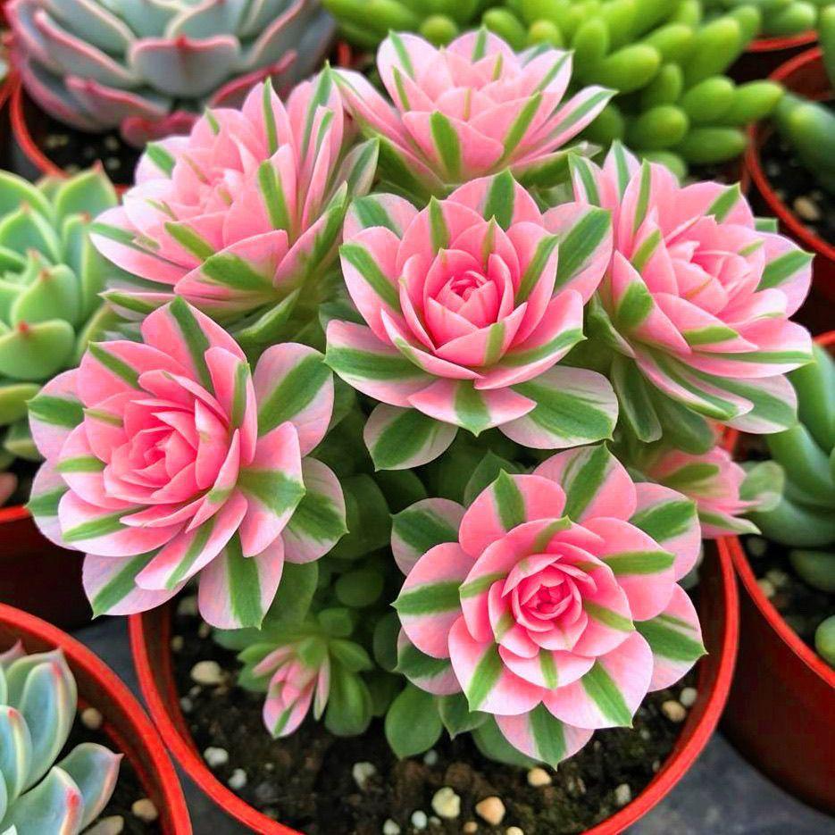 晒晒你随拍的花