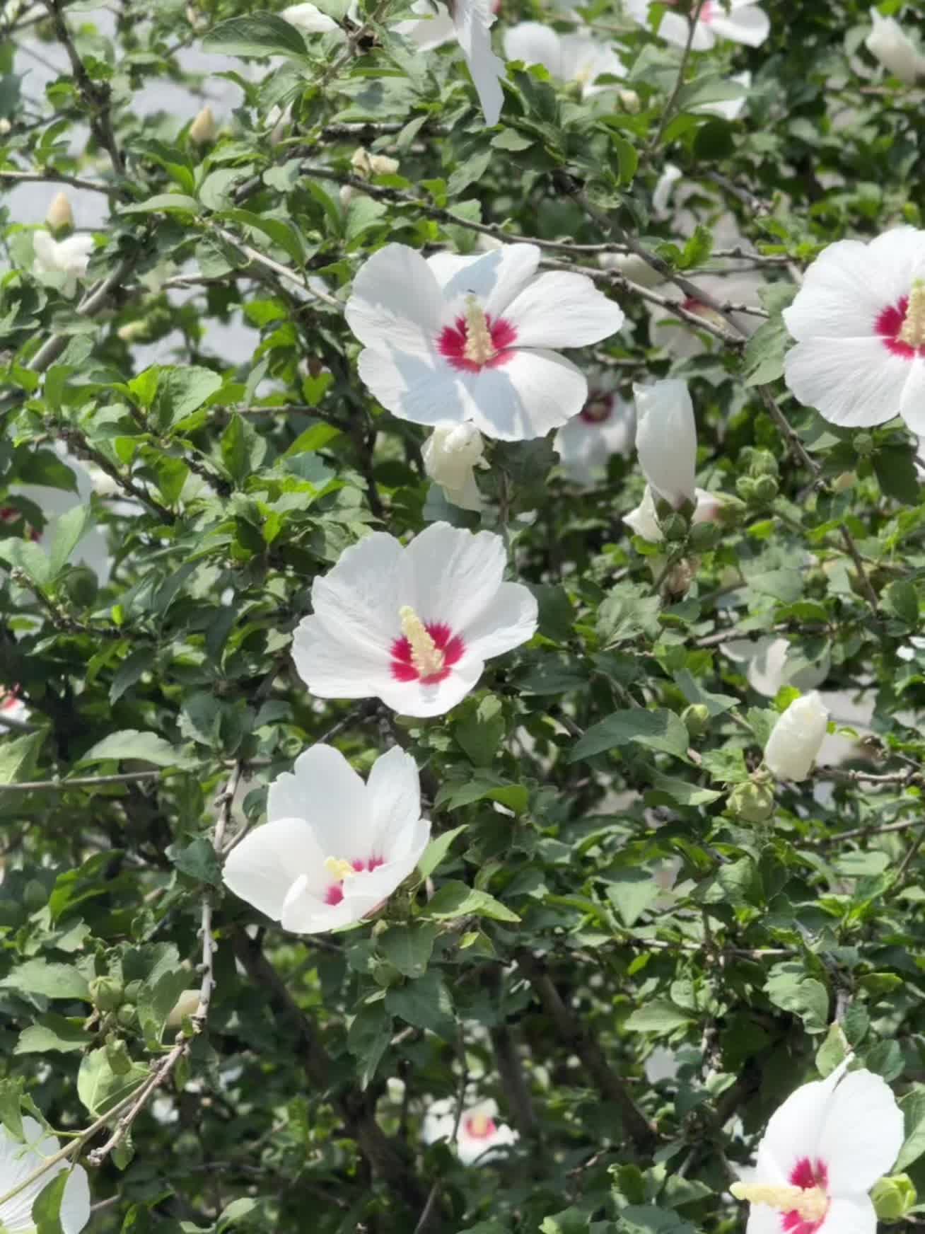 充满鲜花的世界到底在哪里