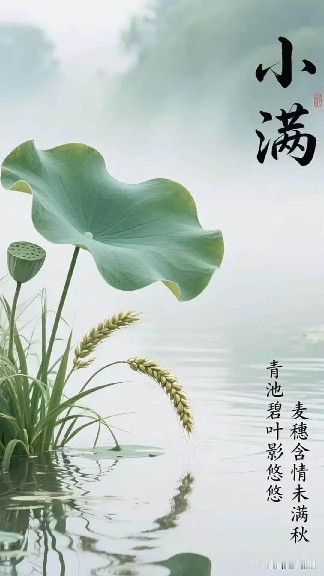 《七律·小满》
 （2026.5.21）

晴风沃野麦盈川，
渐熟青黄遍陌阡。