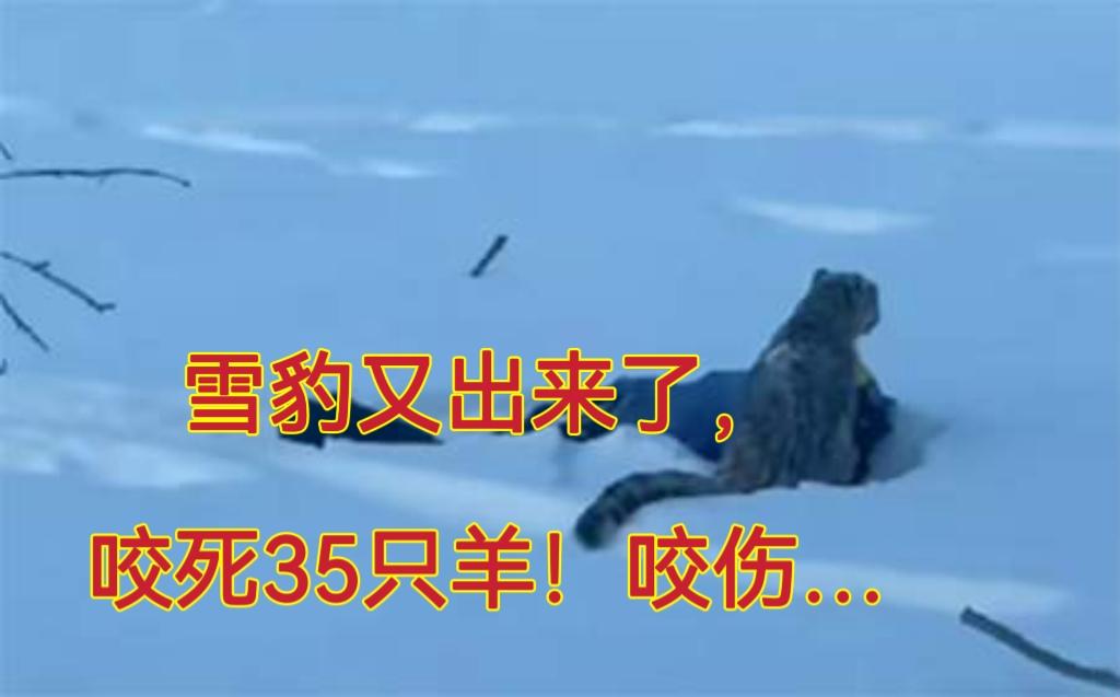 深夜连环袭击！35只羊惨死背后，那个伤人的“雪山魅影”究竟在等什么？

哎，你听