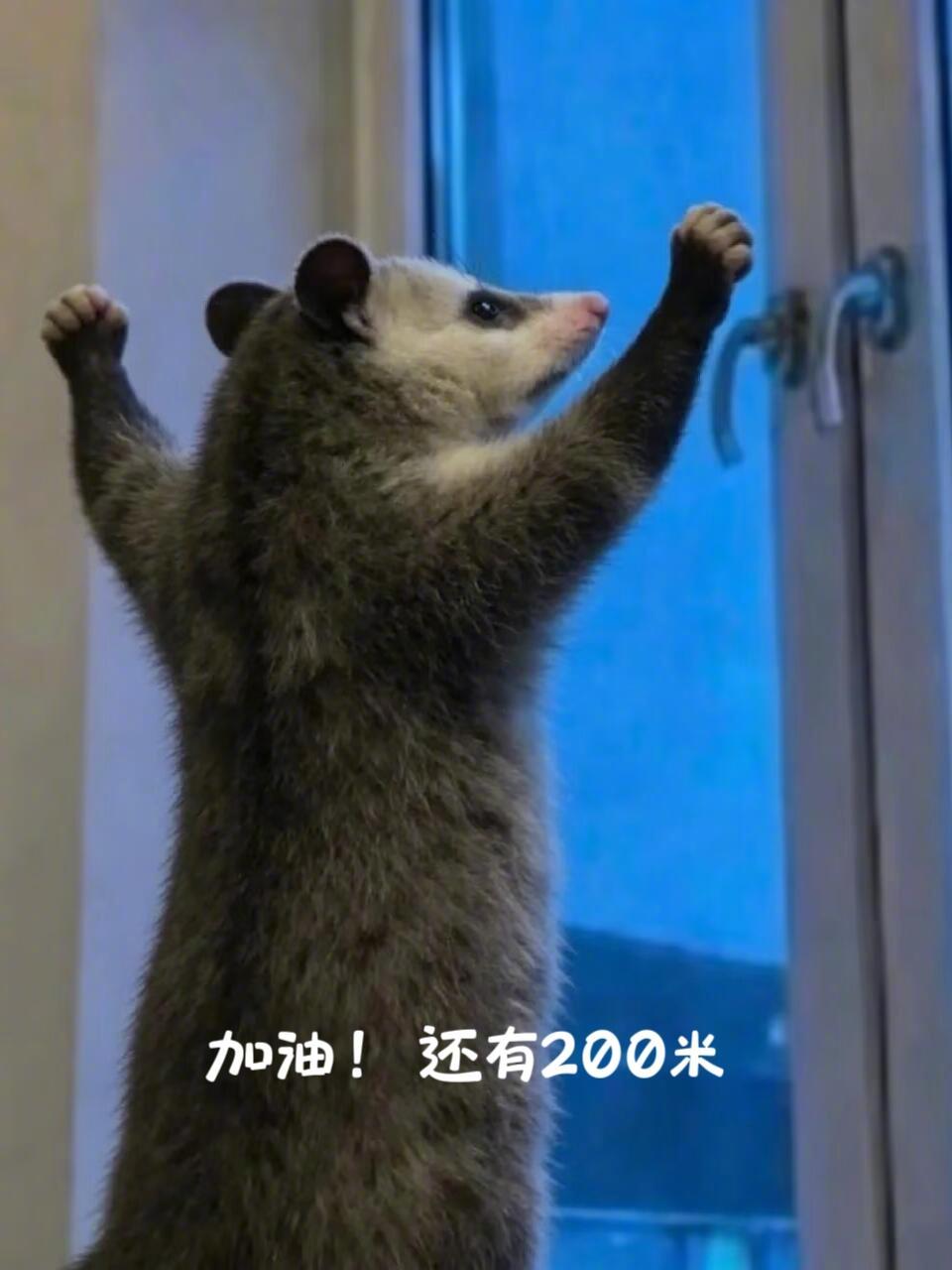 鼠鼠我呀，就是连户外表情包都能驾驭