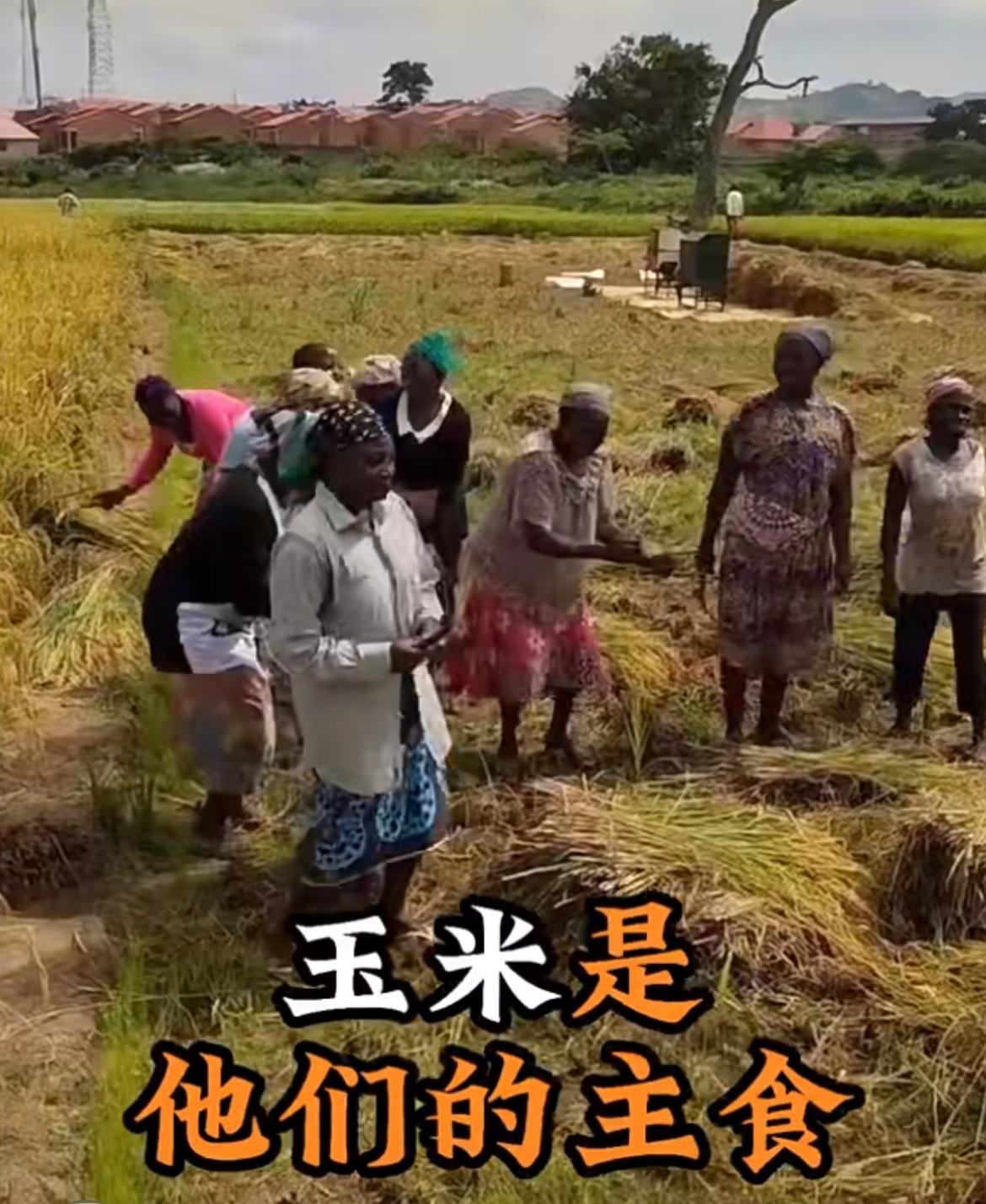 肯尼亚总统呼吁中国人去种玉米，肯尼亚的主食是玉米，但是由于供应短缺，导致价格飙升