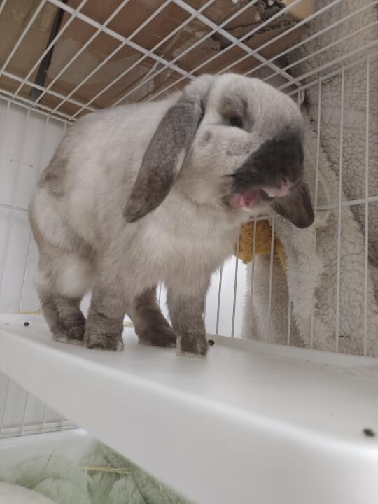 谁敢闻它的嘴