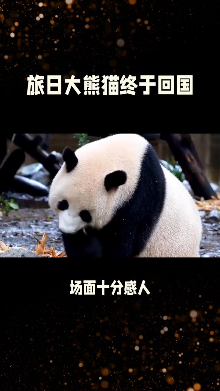 旅日大熊猫终于回国。
1月27日真是热闹非凡，多件大事齐发让人目不暇接。旅日大熊