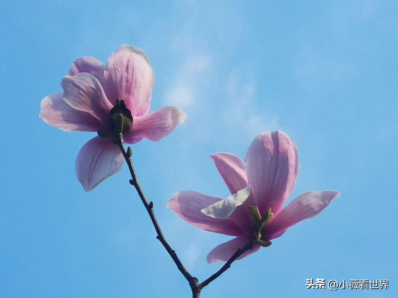 春有约，花不误，玉兰花下听春风，时光悠悠也匆匆。

​无需绿叶陪衬，是纤尘不染，