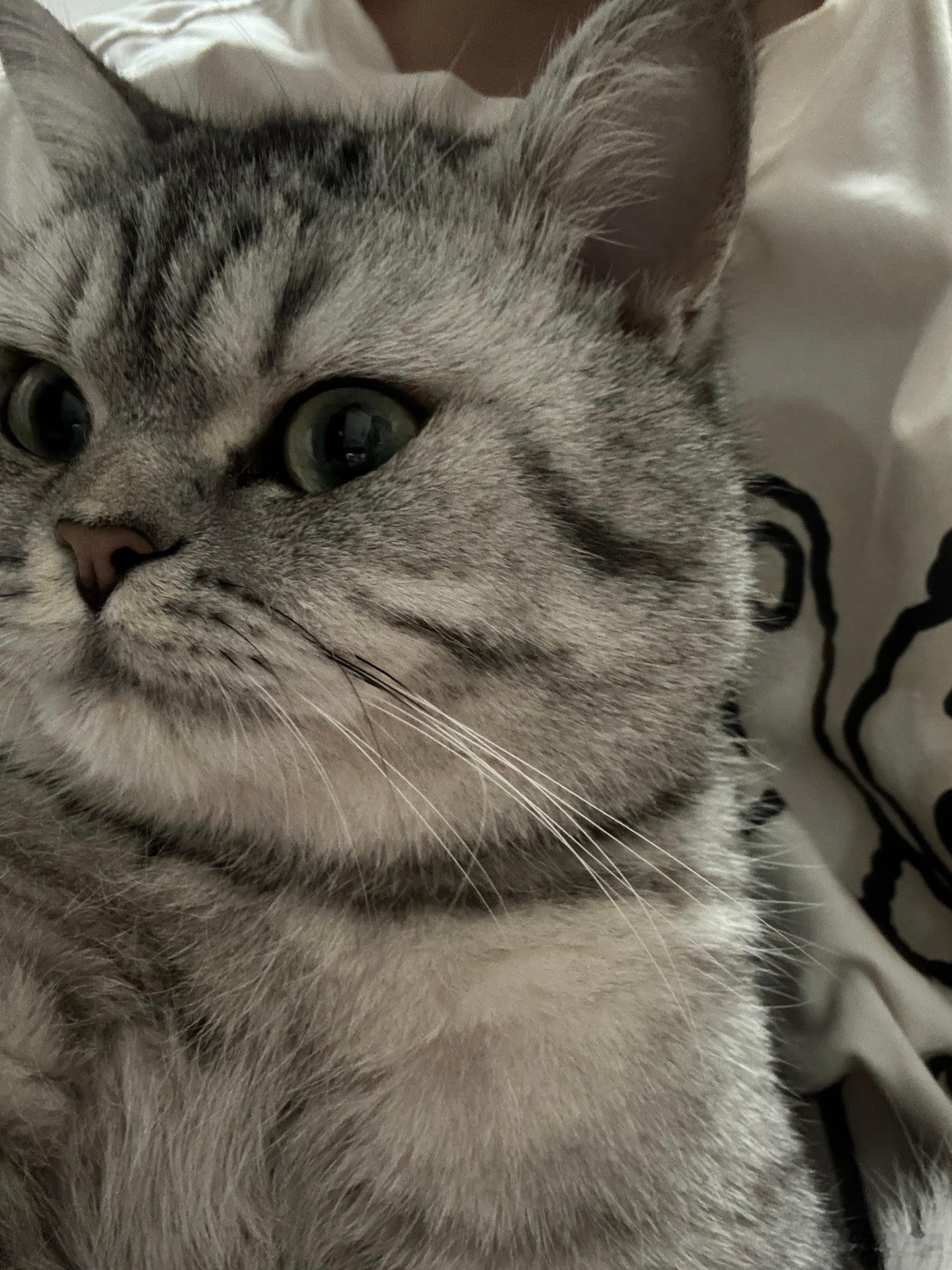 好喜欢我的猫啊！[泪][泪][泪]已经一个月没见了 ​​​