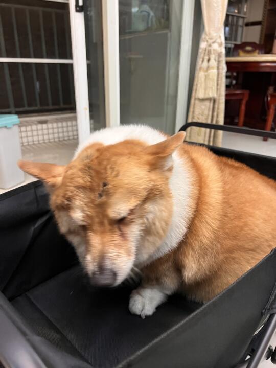 妈妈，瓦达西的眼前怎么一片黑暗