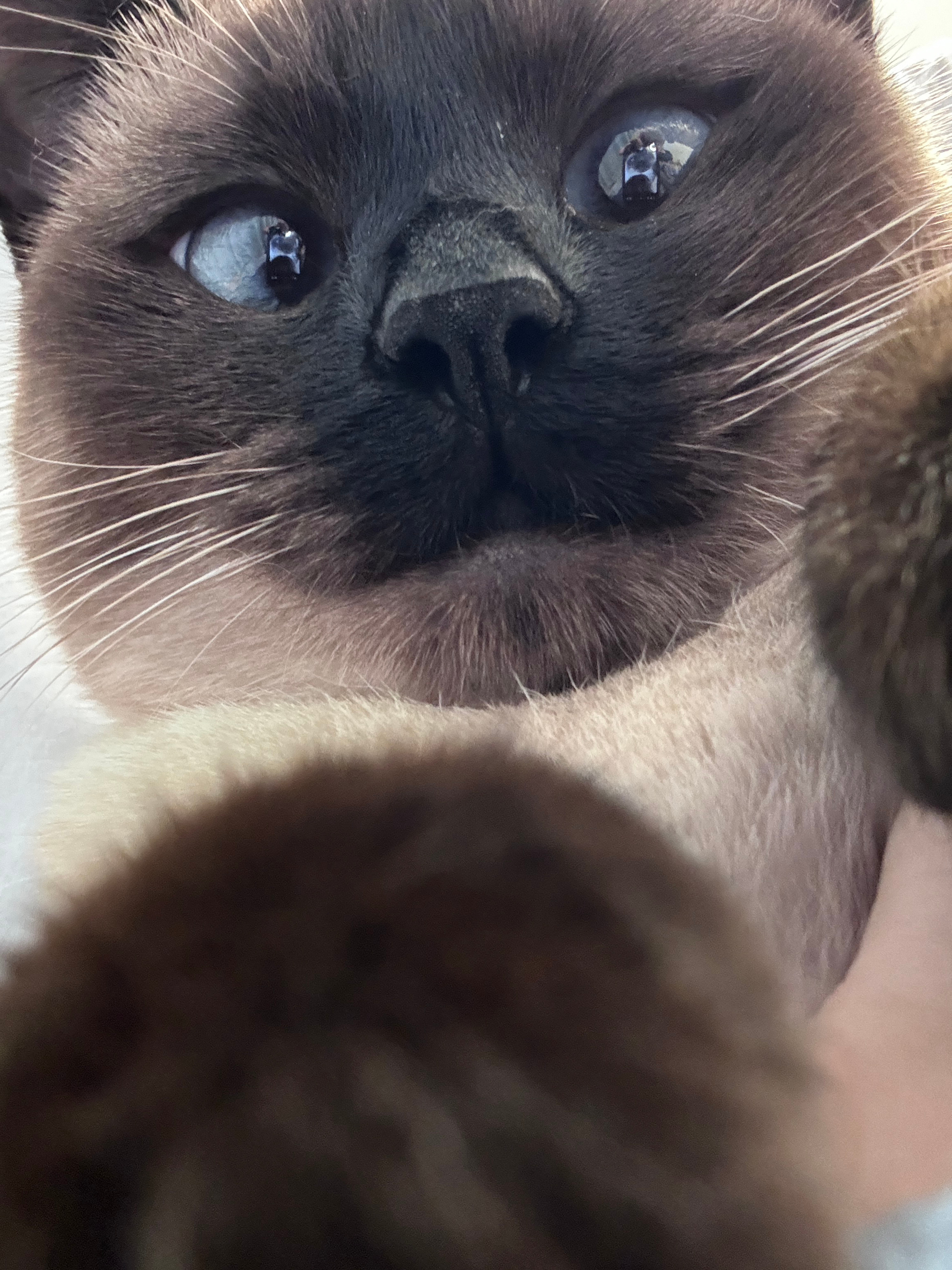 猪猪 