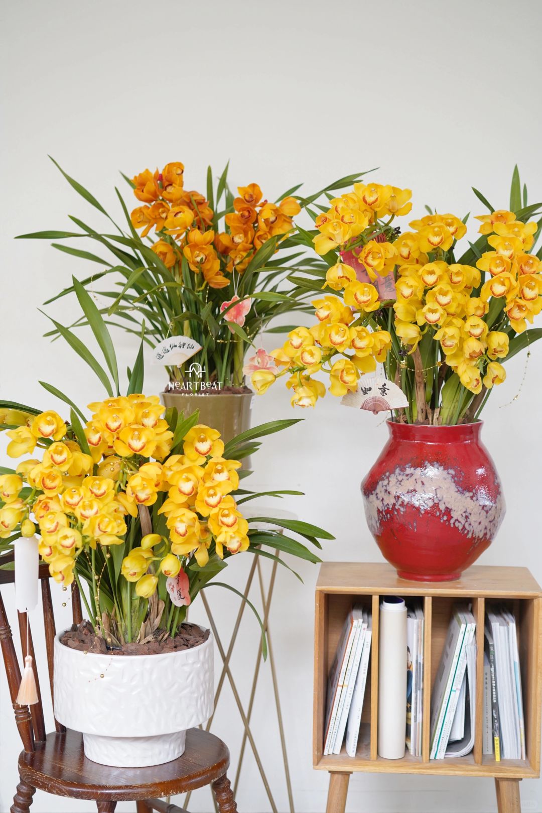 大花蕙兰盆栽🟠🟡明媚灿烂的颜色