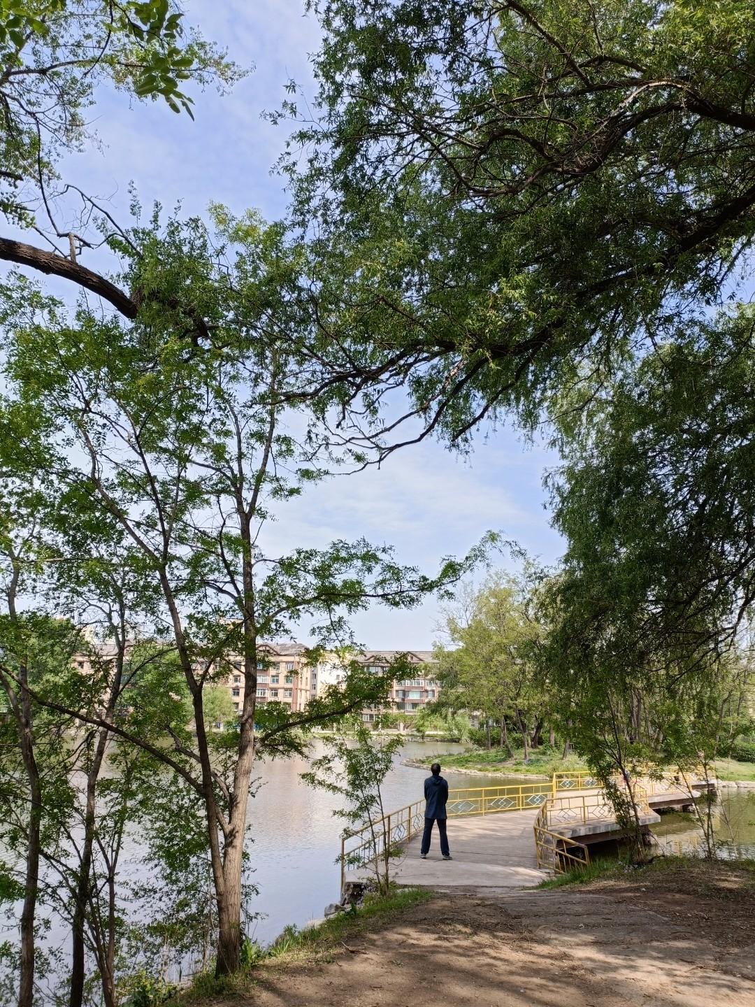 夏日在树荫下漫步，那感觉简直绝了！骄阳似火的日子里，外面热得像蒸笼，可一走进树荫