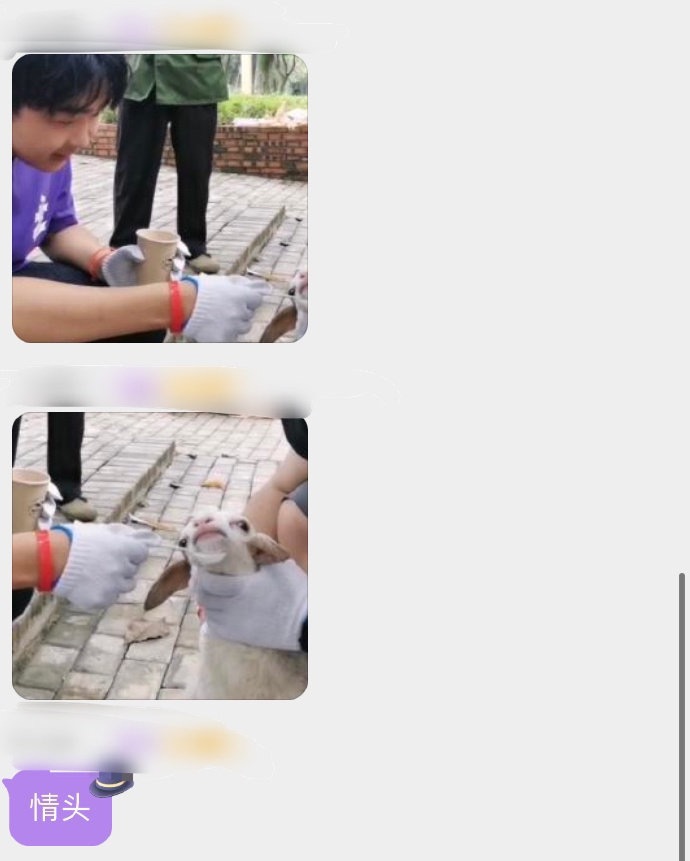 #修狗投稿# 哈哈哈哈哈哈哈哈哈哈哈哈小羊：生无可恋 ​ ​​​