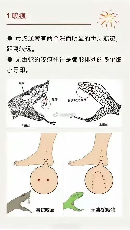 看咬痕就知道蛇有没有毒了 