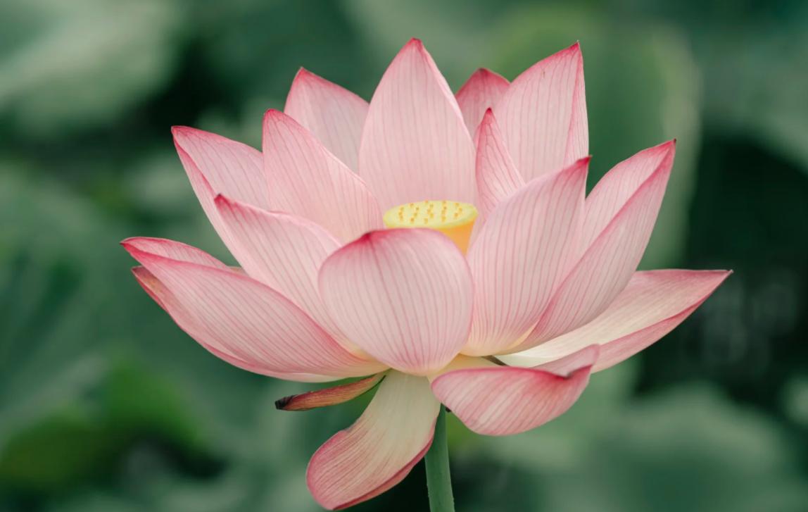 莎士比亚“伦敦之家”找到了！
亲爱的朋友们大家好，我是海林小百科！今天我们来看看