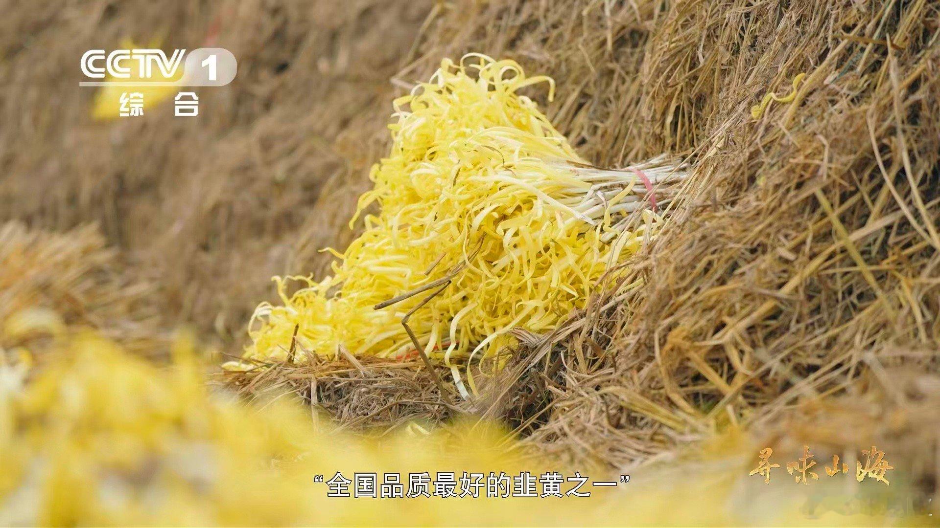 兰州种韭黄要盖被子兰州韭黄为什么自来卷 甘肃张家大坪村的韭黄，是“被窝里养大的孩