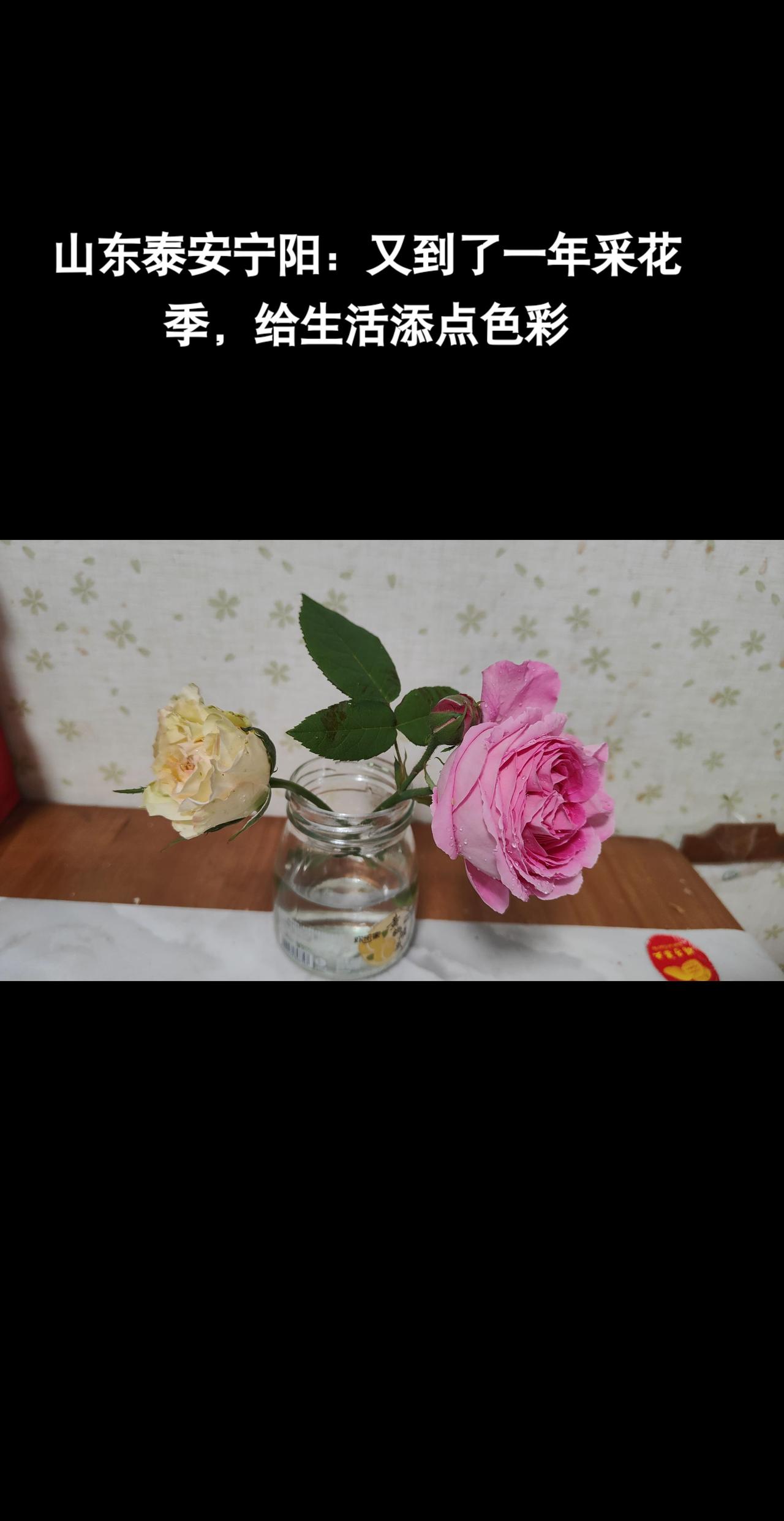生活花 山东宁阳花开富贵好运来