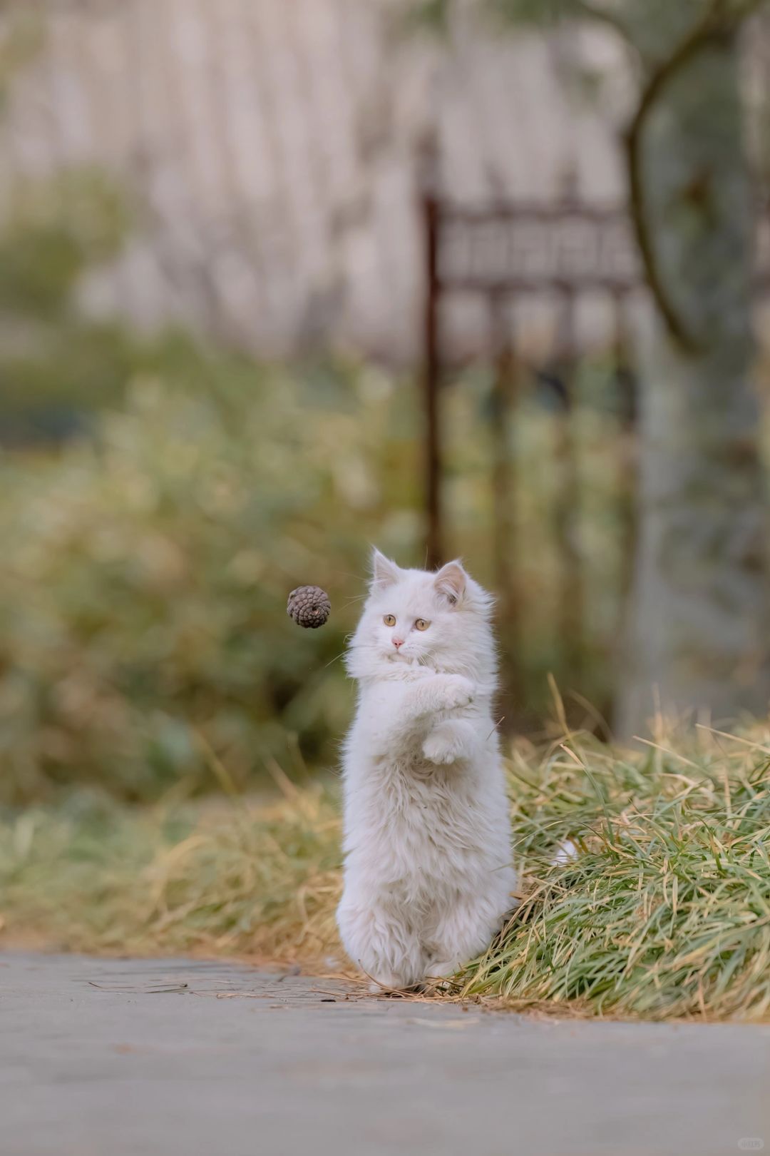 治愈人心的猫猫日历壁纸（三）